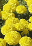 Flores de bach